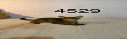 Abyssinian cats for sale: TICA Registered Abyssinian × Somali Kittens - Advert 24