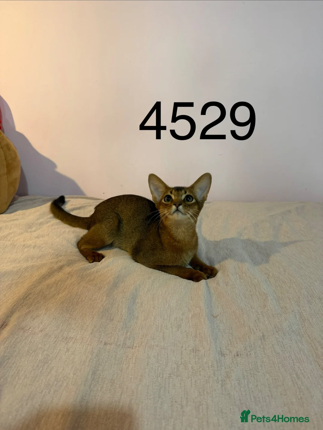 Abyssinian cats for sale: TICA Registered Abyssinian × Somali Kittens - Advert 24