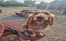 Mixed Breed dogs for sale: Cockerbull Puppies - Image 8