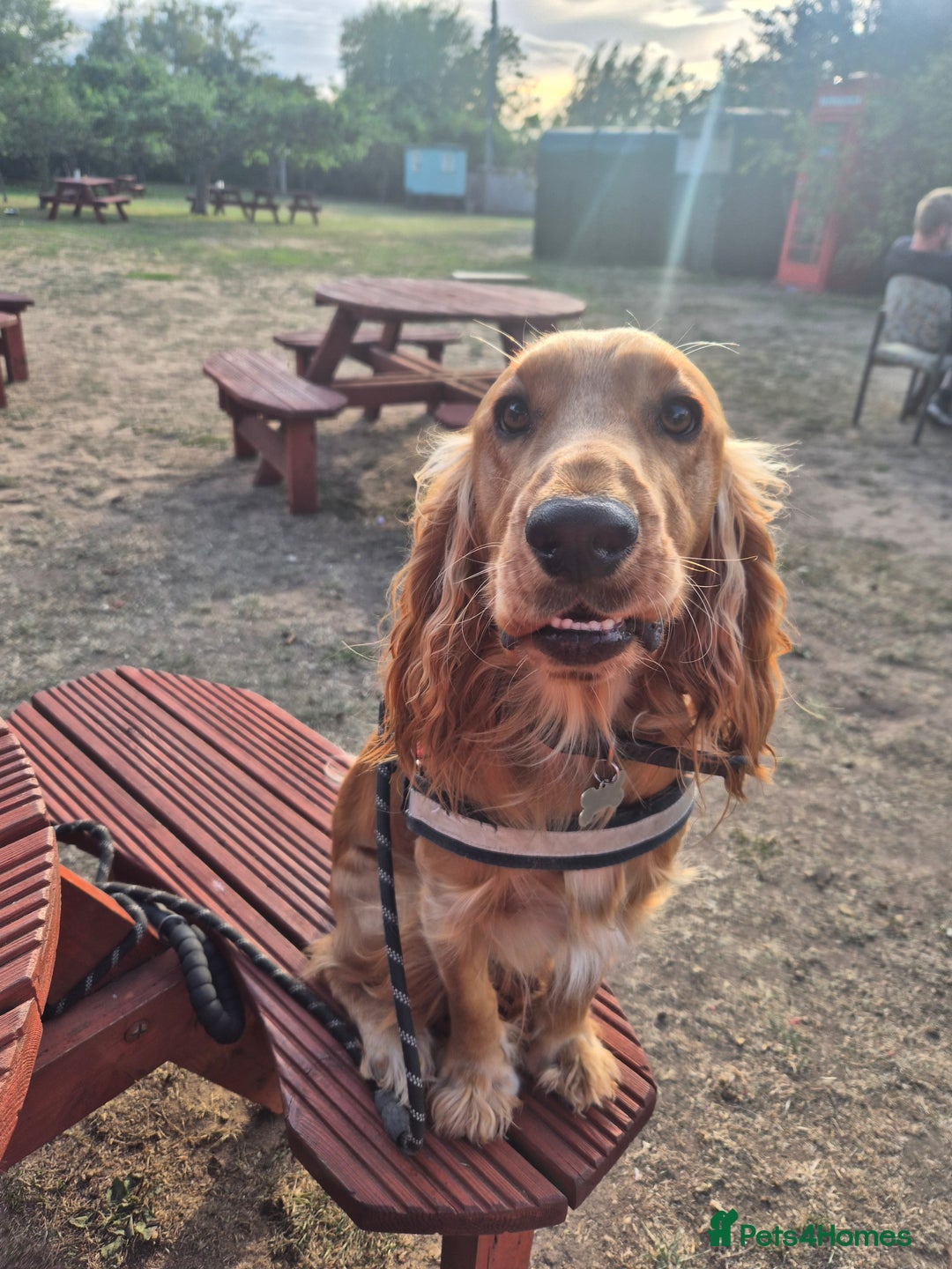 Mixed Breed dogs for sale: Cockerbull Puppies - Image 8