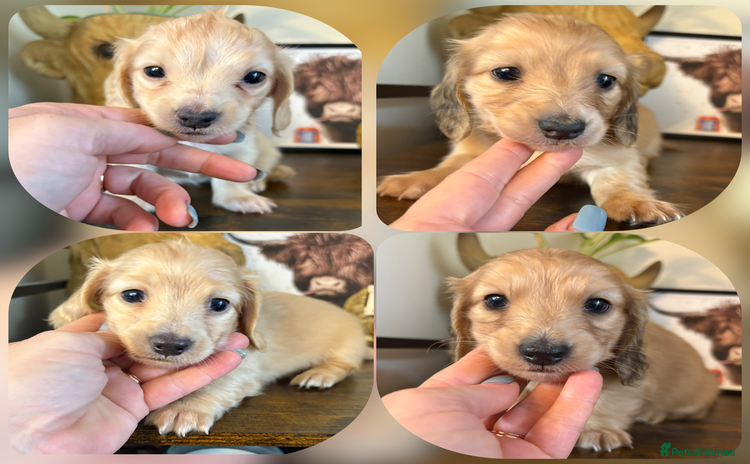 Miniature Dachshund dogs - Advert 5