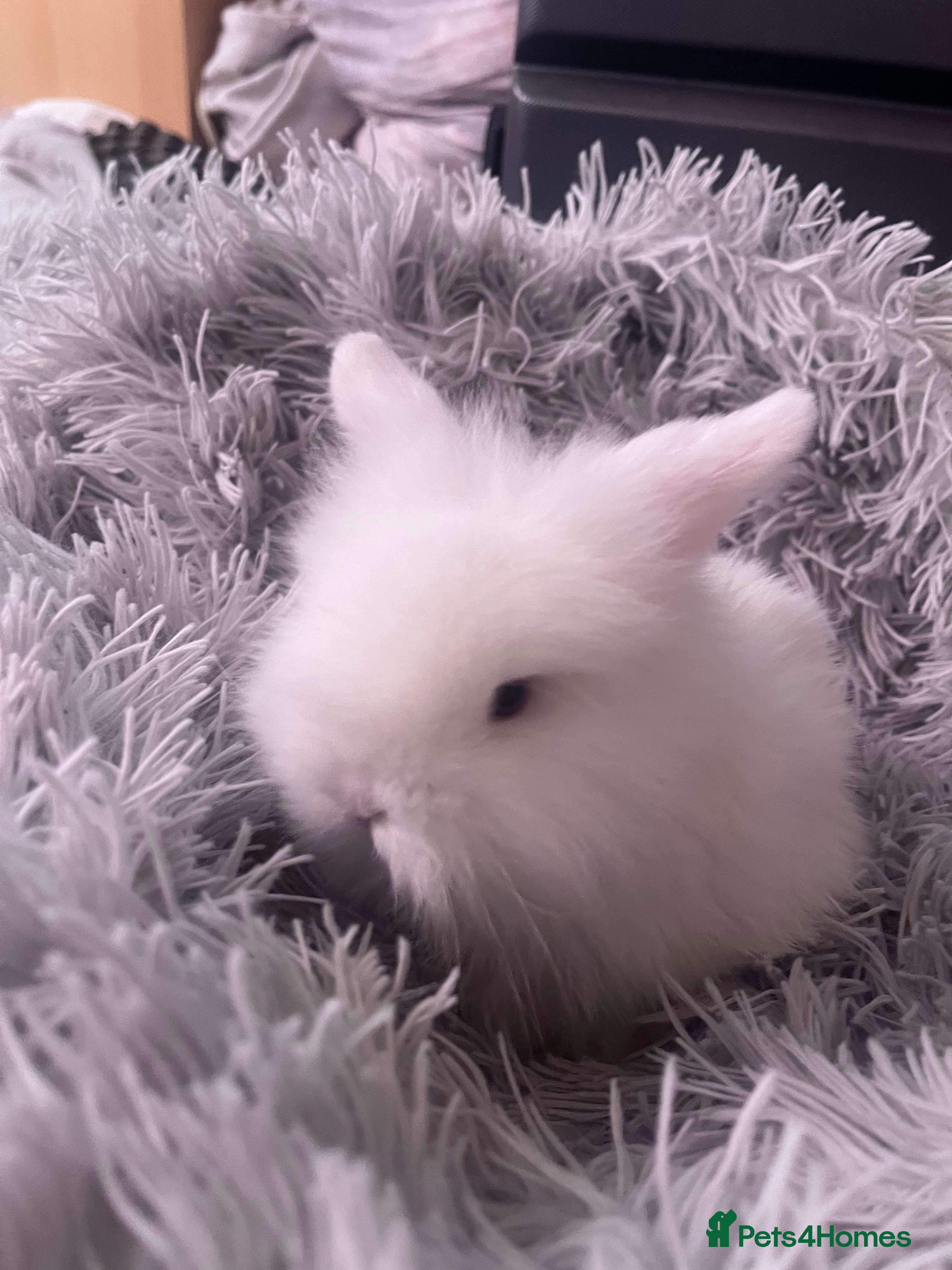 Mini Lion Lop rabbits Male lion lop - Advert 11