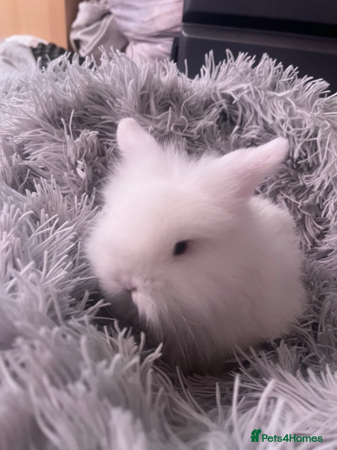 Mini Lion Lop rabbits for sale: Male lion lop - Advert 1