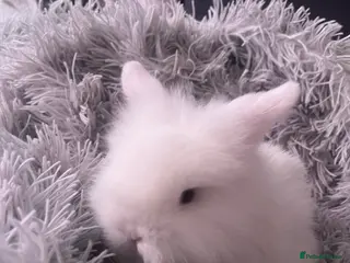 Mini Lion Lop rabbits Male lion lop - Advert 1