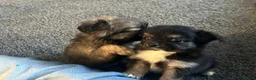 Chihuahua dogs for sale: Long hair stunning chihuahuas pedigree  in Worcester - Advert 7