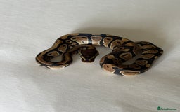 Python Snake reptiles for sale: Royal python - Image 3