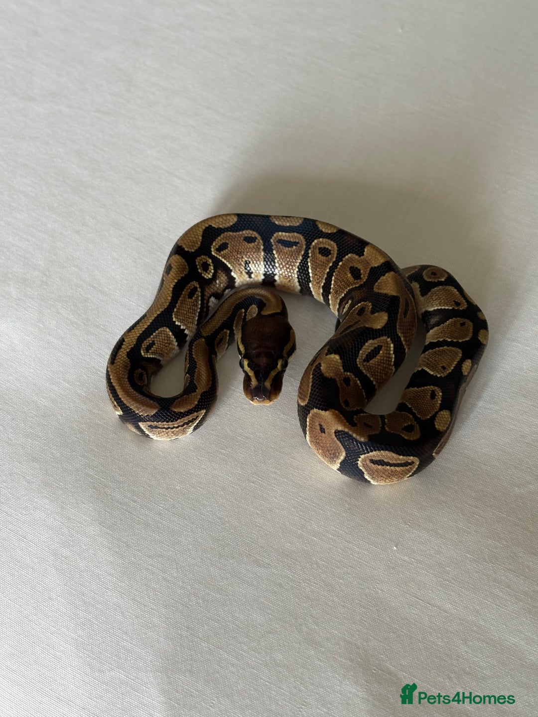 Python Snake reptiles for sale: Royal python - Image 3