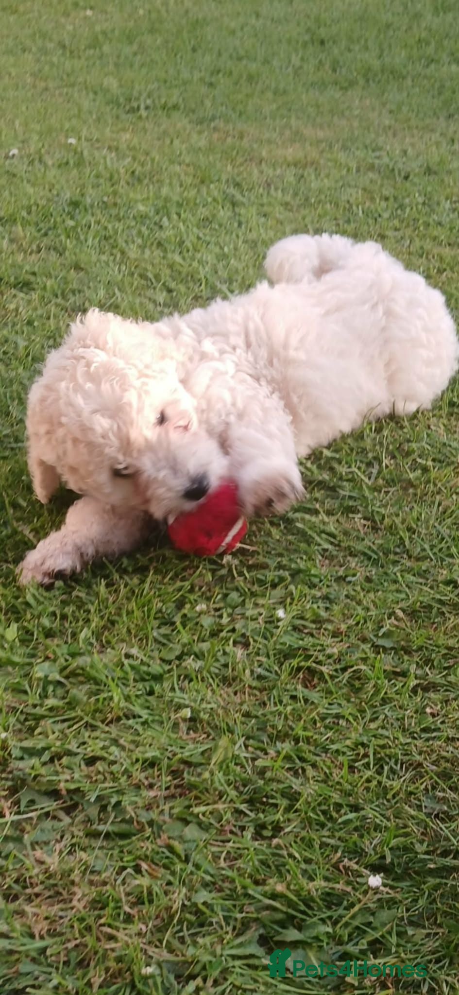 Poochon dogs Poochon - Advert 1