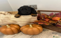 Miniature Dachshund dogs for sale: Beautiful miniature dachshund puppies  - Image 15