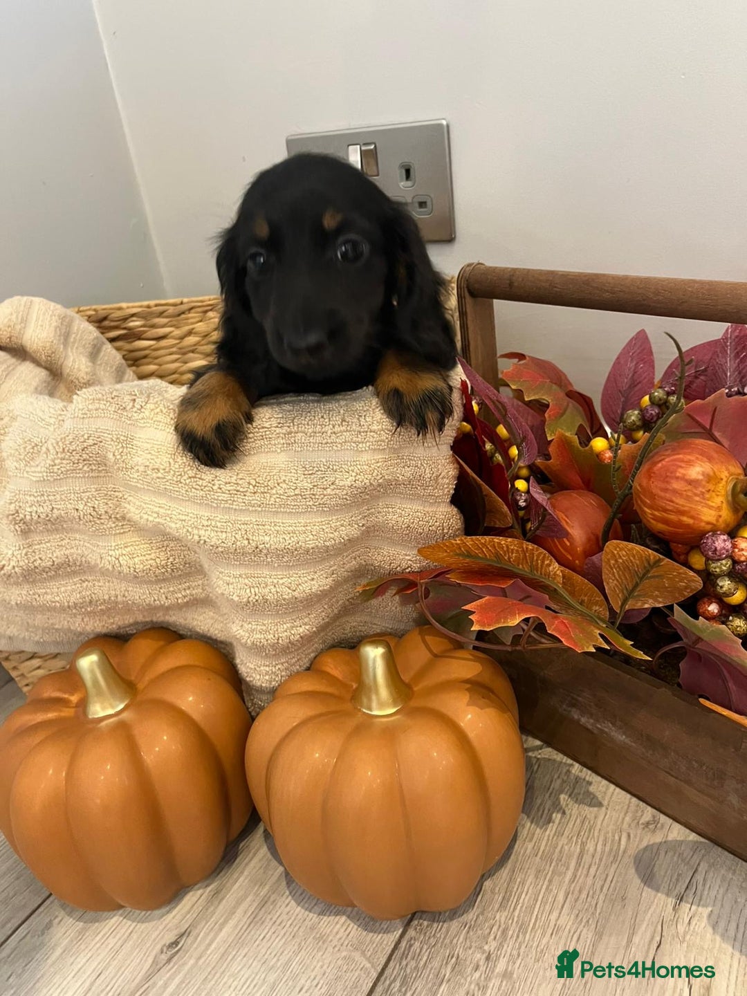 Miniature Dachshund dogs for sale: Beautiful miniature dachshund puppies  - Image 15