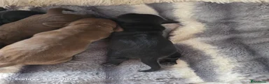 Dachshund 1
