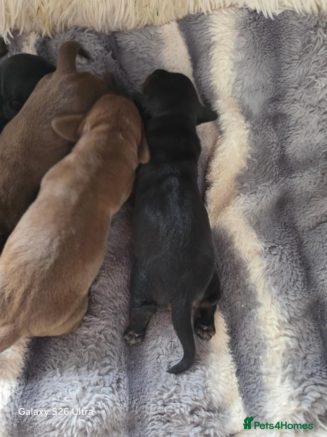 Dachshund dogs for sale: Dachshund in Aberdare - Advert 7