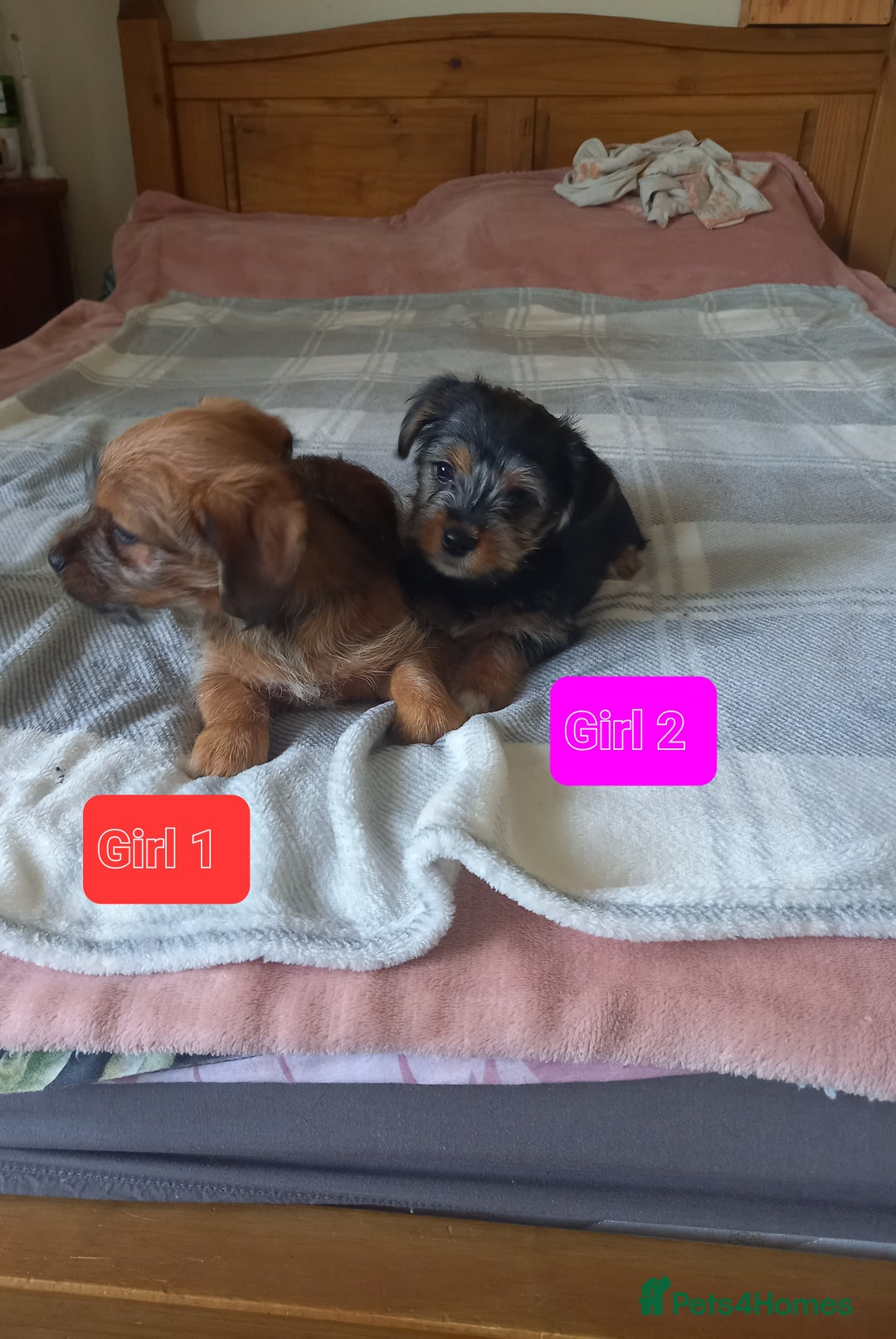 Mixed Breed dogs for sale: 💞 Beautiful Yorkie Russel Puppies 💞 - Image 2