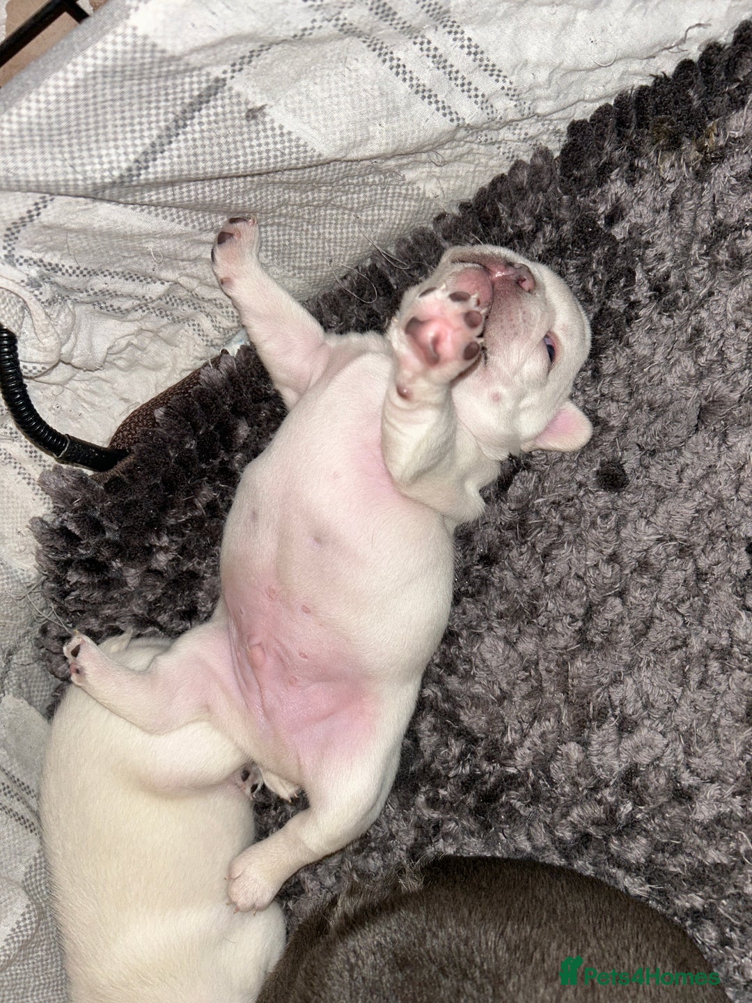 French Bulldog dogs for sale: French fries due to leave 3rd January  - Advert 8
