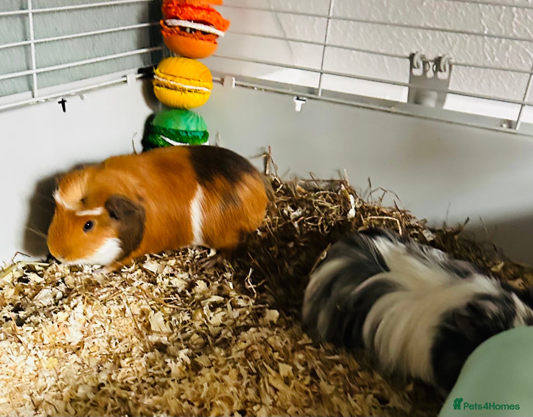Guinea Pig rodents for sale: Two baby male guinea pigs and cage  - Advert 4