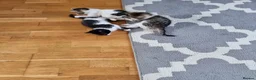 Mixed Breed cats for sale: 7 Beautiful Kittens For Sale!!!!!!! - Advert 10