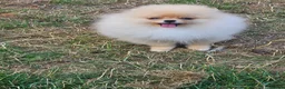 Pomeranian dogs for sale: Pom puppies - Advert 3