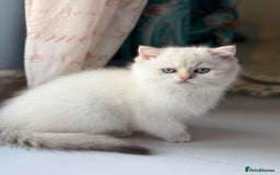 British Shorthair cats for sale: 🌟Adorable Pure BSH 5 kittens 🌟 - Image 24