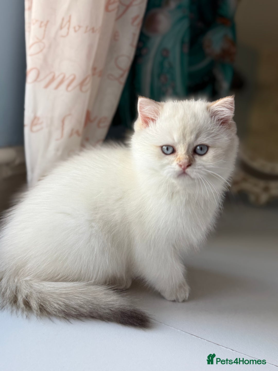 British Shorthair cats for sale: 🌟Adorable Pure BSH 5 kittens 🌟 - Image 24