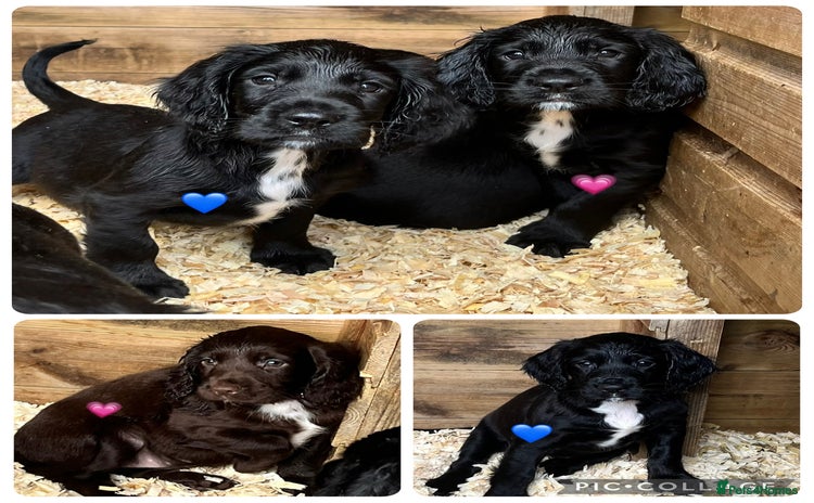 Sprocker dogs - Advert 1