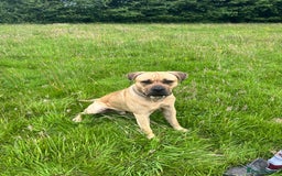 Cane Corso dogs for stud: Bull mastiff x Cane corso for stud  - Image 5