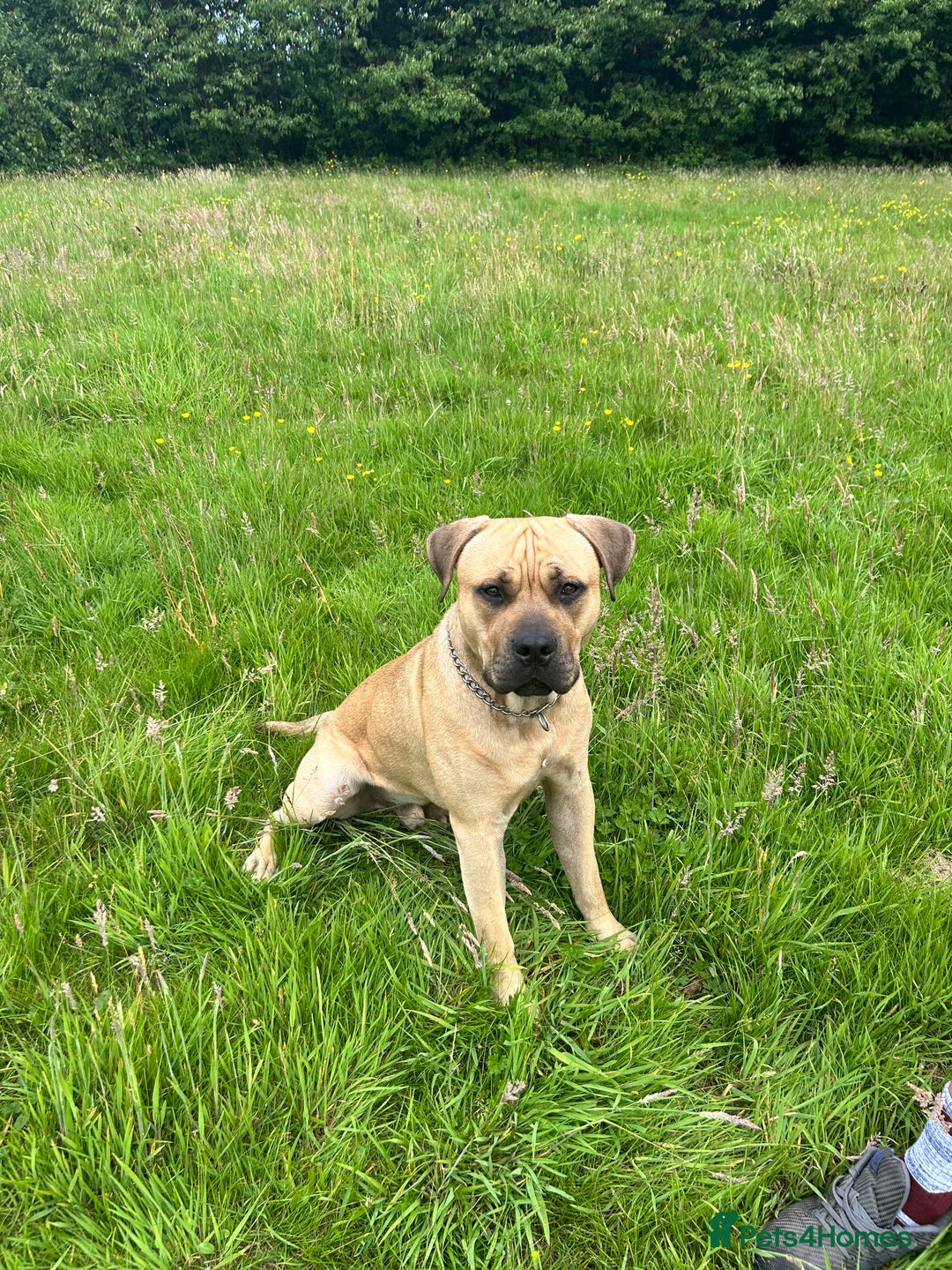Cane Corso dogs for stud: Bull mastiff x Cane corso for stud  - Image 5