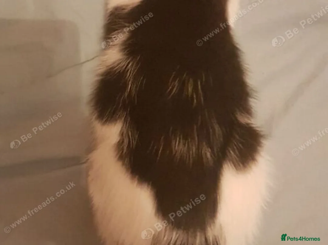 Mixed Breed cats for sale: Male kitten 1 month – boy - Advert 2