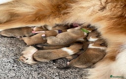 Rough Collie dogs for sale: KC Registered sable and white rough collie ouppies - Image 7