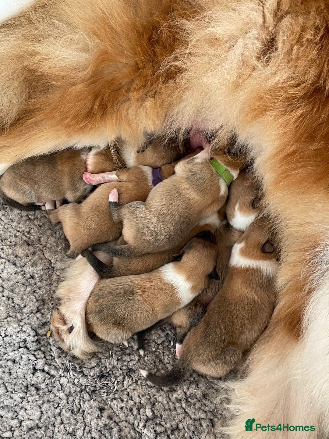 Rough Collie dogs for sale: KC Registered sable and white rough collie ouppies - Image 7