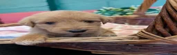 Australian Labradoodle dogs for sale: Stunning Red Australian Labradoodle puppies  - Advert 19