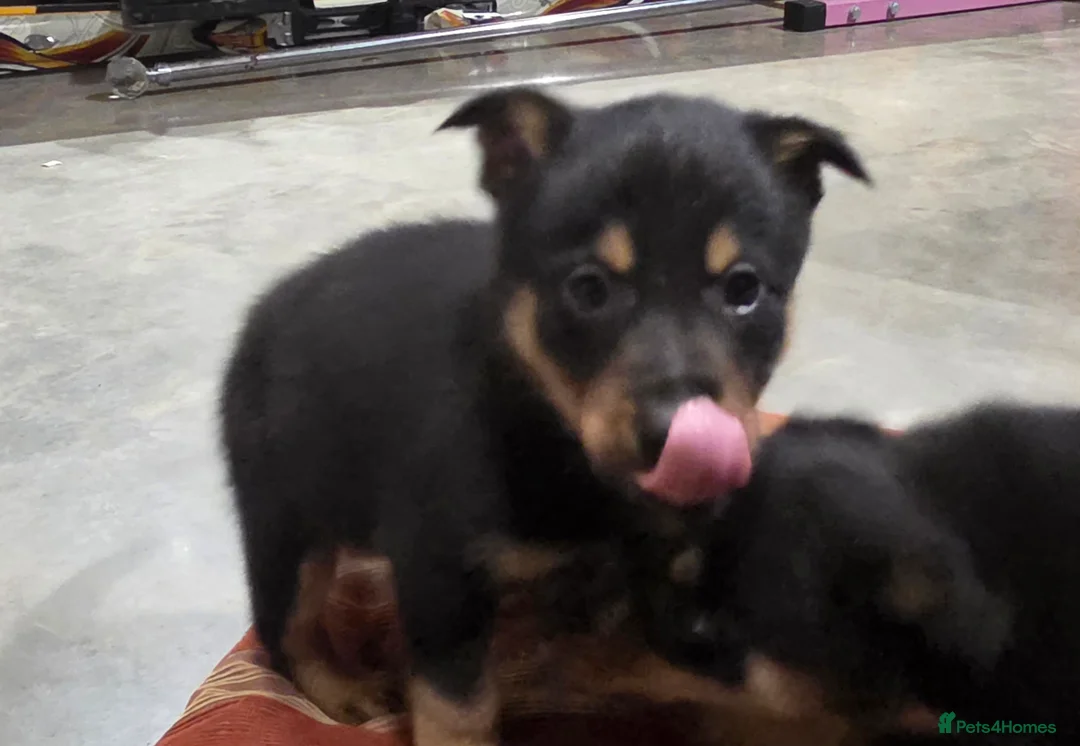 Mixed Breed dogs for sale: Beautiful Black & Tan and Brown & Tan Kelpie cross - Advert 3