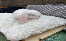 Havana rabbits for sale: 5 little bunnies for sale!! - Image 2
