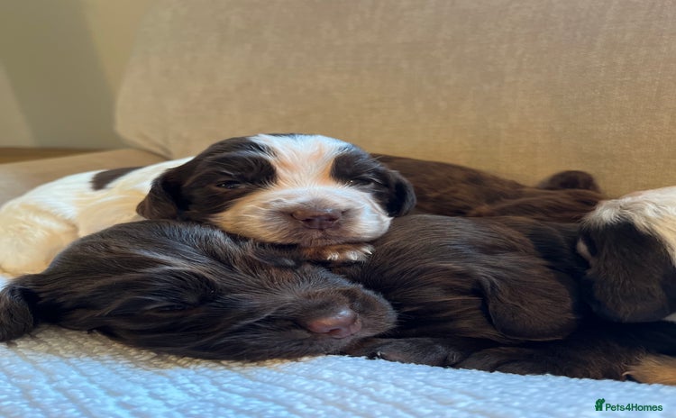 Cocker Spaniel dogs SMALL TYPE KC COCKER SPANIEL PUPPIES - Advert 8