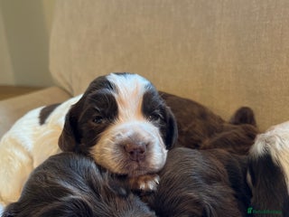 Cocker Spaniel dogs SMALL TYPE KC COCKER SPANIEL PUPPIES - Advert 16