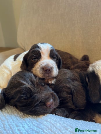 Cocker Spaniel dogs SMALL TYPE KC COCKER SPANIEL PUPPIES - Advert 2