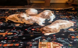 Cavalier King Charles Spaniel dogs for sale: Adorable Puppies Looking for Their Forever Homes! - Image 3