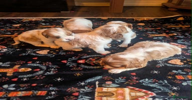 Cavalier King Charles Spaniel dogs - Advert 2