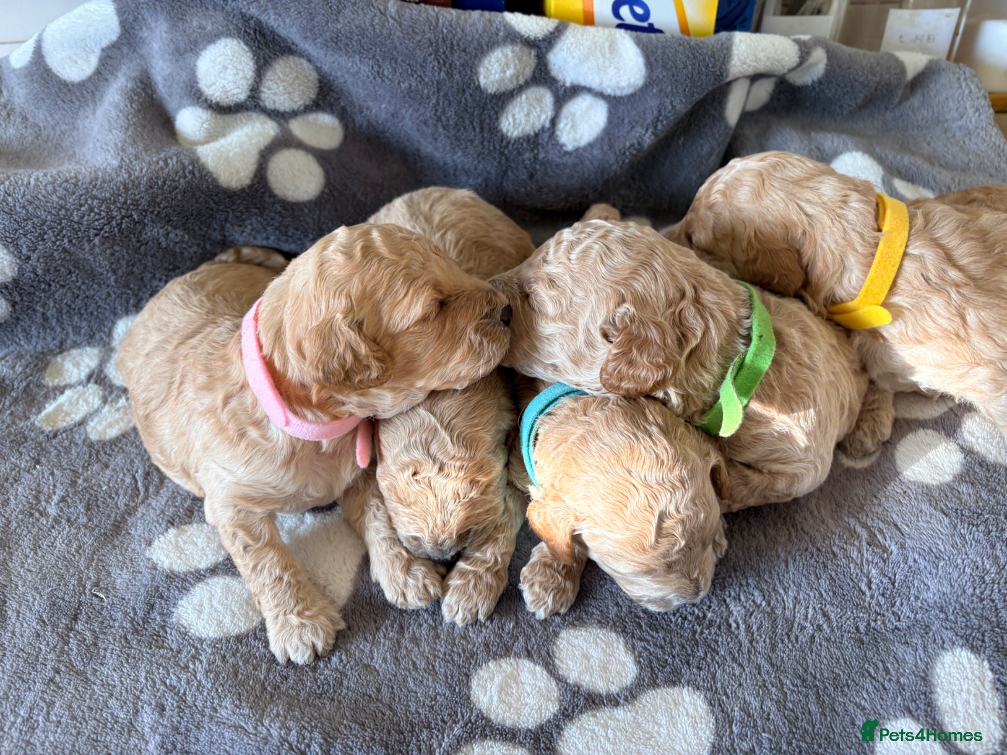 Cockapoo dogs F1B cockapoos  - Advert 2