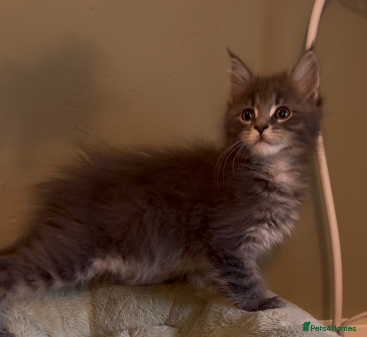 Maine Coon cats Beautiful pedigree Maine Coon kittens READY NOW - Advert 1