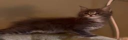 Maine Coon cats for sale: Beautiful pedigree Maine Coon kittens READY NOW - Advert 1
