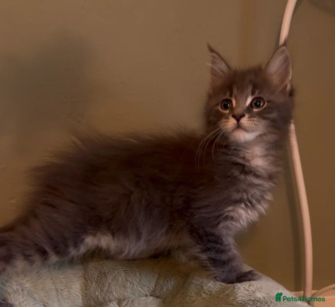 Maine Coon cats for sale: Beautiful pedigree Maine Coon kittens READY NOW - Advert 1