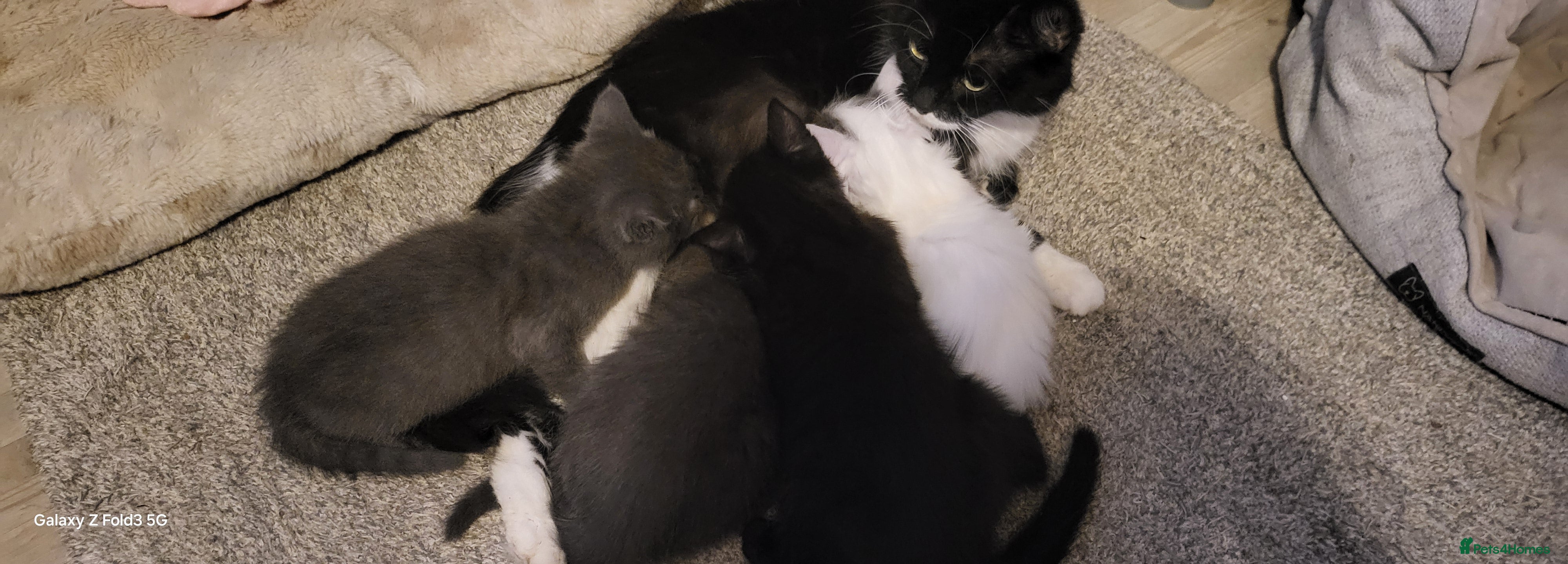 Mixed Breed cats Kittens  - Advert 4