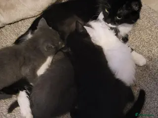 Mixed Breed cats Kittens - Advert 4