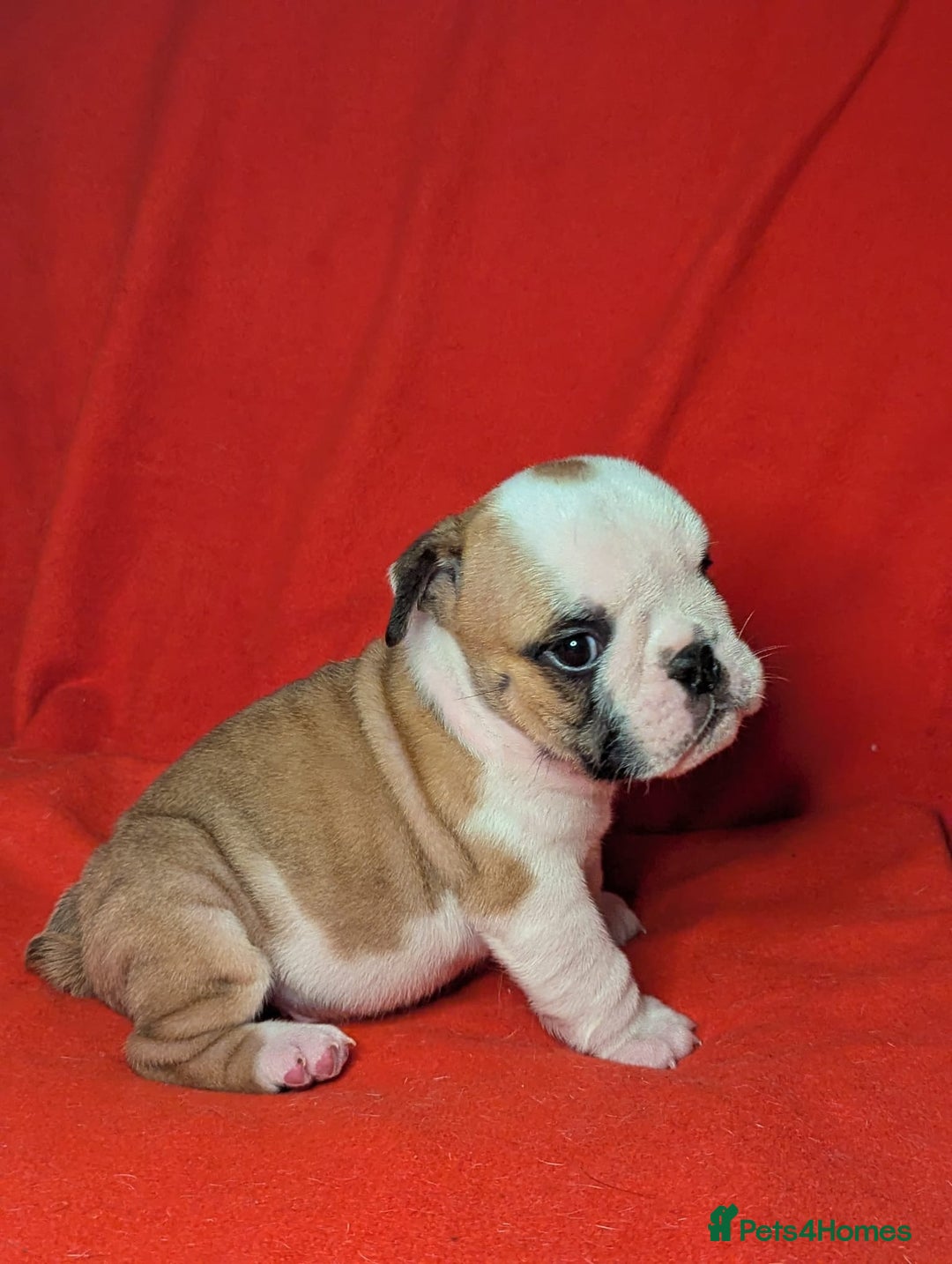 English Bulldog dogs for sale: Nine stunning bulldogs - Image 8