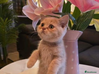 British Shorthair cats Last Cream boy looking forever home 🥰🐱🏡 - Advert 11
