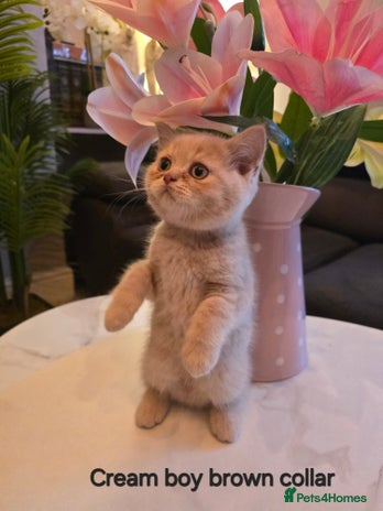 British Shorthair cats Last Cream boy looking forever home 🥰🐱🏡 - Advert 2