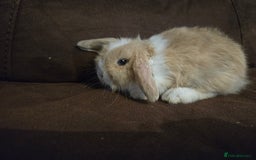 Mini Lop rabbits for sale: Beautiful mini lops  - Image 8