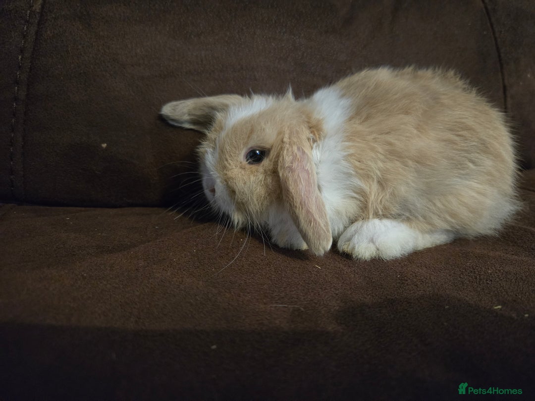 Mini Lop rabbits for sale: Beautiful mini lops  - Image 8