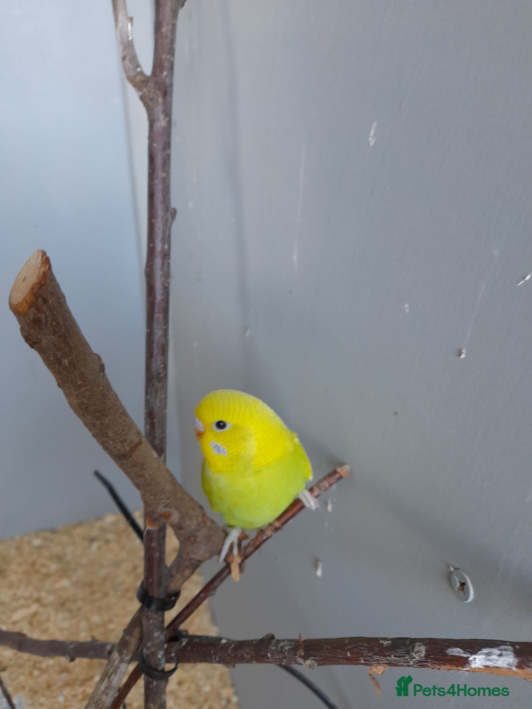Budgerigars birds for sale: Budgies for sale - Image 11