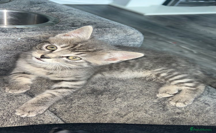 Mixed Breed cats - Advert 1